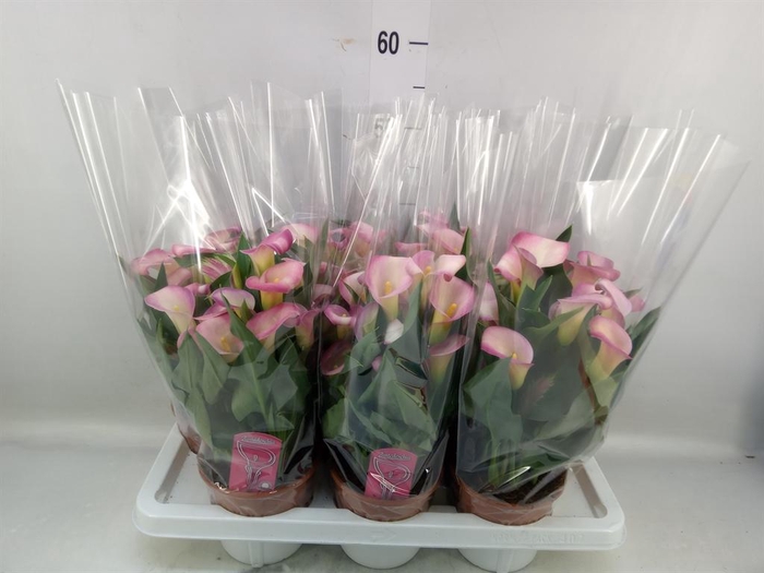 <h4>Zantedeschia   ...</h4>