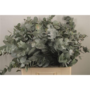 Euc Cinerea Per Bunch Za Short Spray 10 Stem Bunch