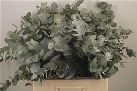 <h4>Euc Cinerea Per Bunch Za Short Spray 10 Stem Bunch</h4>