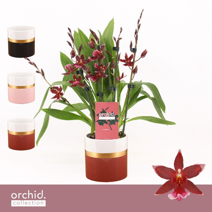 <h4>Barrocco Red, 5/6-spike Compact in Dolomite Horizon 'Orchid Collection'</h4>