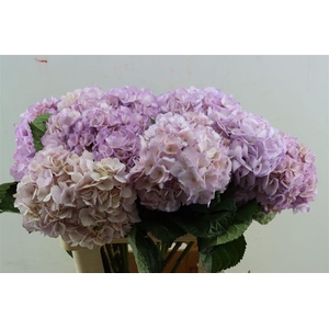 Hydr M Light Purple Tinted