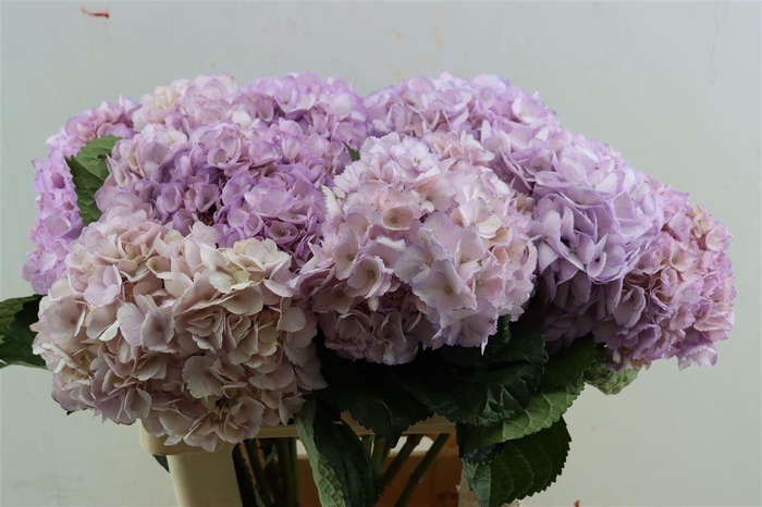 <h4>Hydr M Light Purple Tinted</h4>