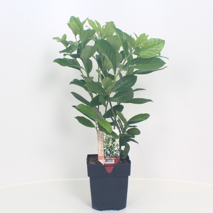 <h4>Prunus laurocerasus Novita</h4>