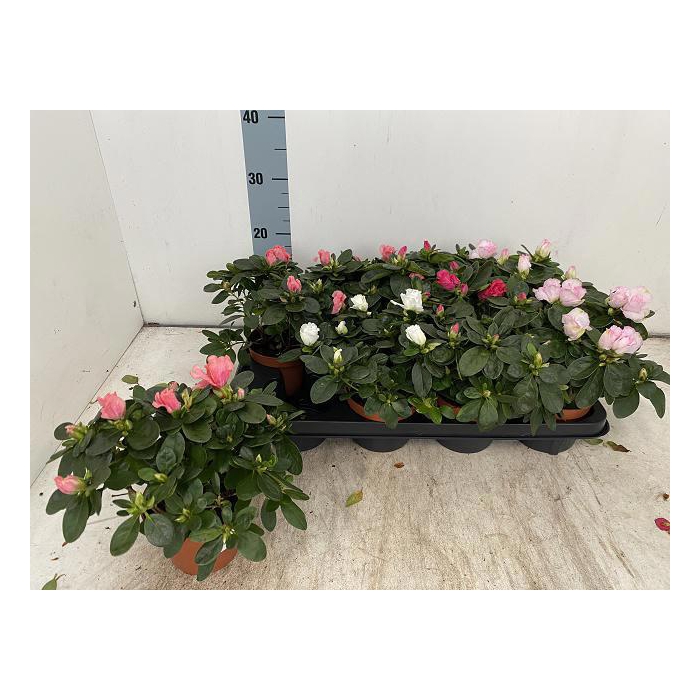 <h4>RHODO SI VOGEL GEM</h4>