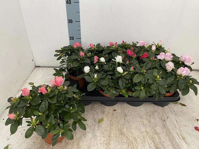 <h4>RHODO SI VOGEL GEM</h4>