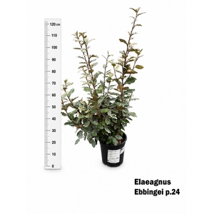 ELAE EBBINGEI