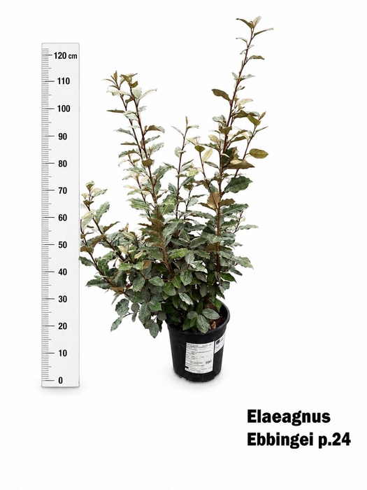 <h4>ELAE EBBINGEI</h4>