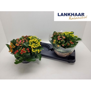 KAL EN GEM IN POT