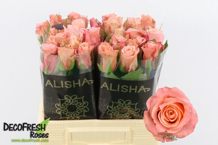 <h4>R Gr Maureen Alisha</h4>