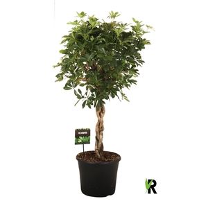 Schefflera arbor. 'Compacta'