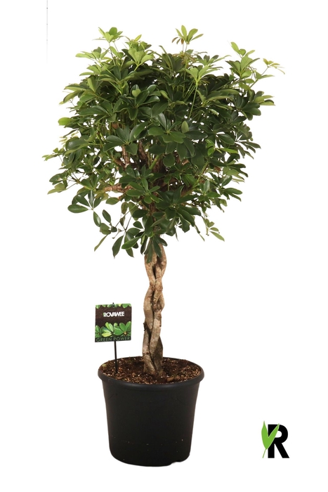 <h4>Schefflera arbor. 'Compacta'</h4>