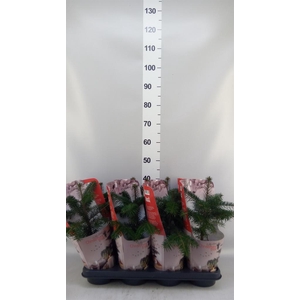 Abies nordman.