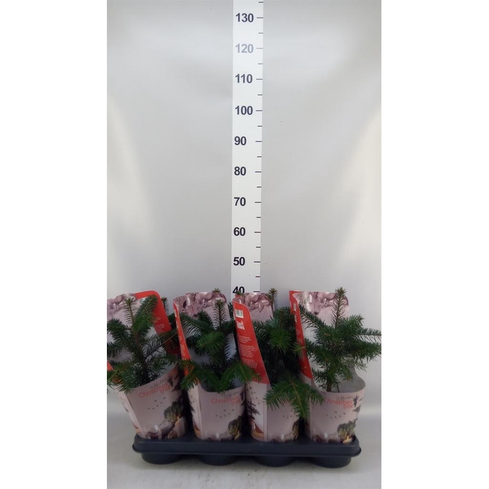 <h4>Abies nordman.</h4>