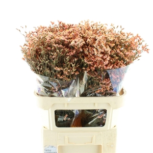 Limonium Abs Orange