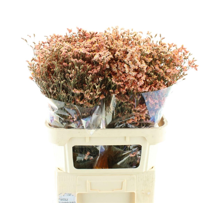 <h4>Limonium Abs Salmon</h4>