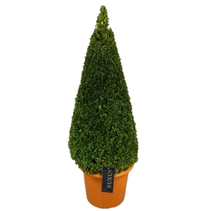 Buxus sempervirens Pyramiden  p28 (t)  80- 90 ©