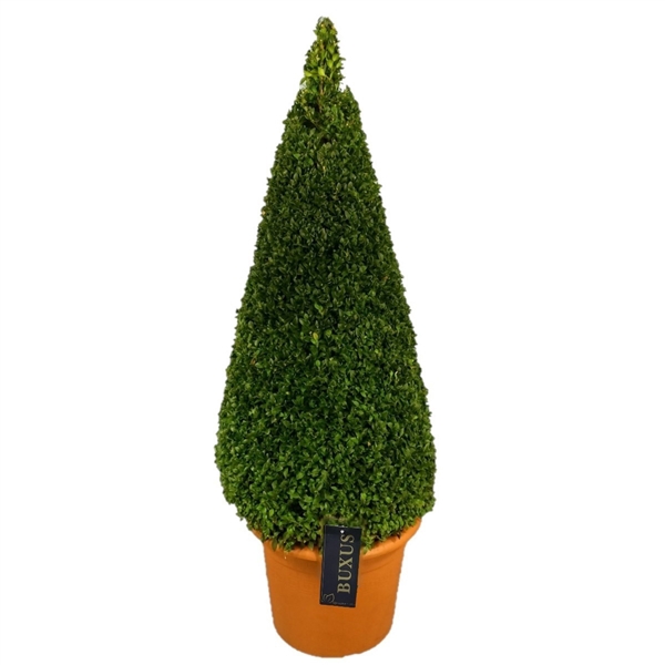 <h4>Buxus sempervirens Pyramiden  p28 (t)  80- 90 ©</h4>