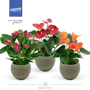 Anthurium - KARMA Dragon Mix | Croco