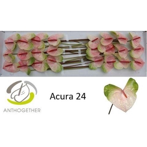 Anth A Acura 11 cm X24 Oosterzon