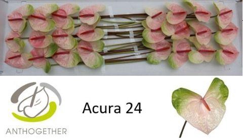 <h4>Anth A Acura 11 cm X24 Oosterzon</h4>