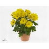 Chrysant Heat Yellow