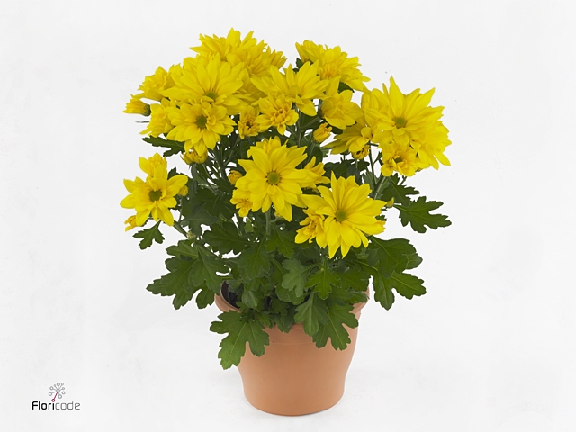 Chrysant Heat Yellow