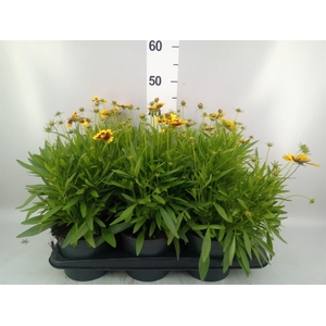 Coreopsis  'Uptick Gold Bronze'
