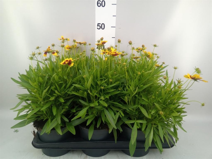 <h4>Coreopsis  'Uptick Gold Bronze'</h4>