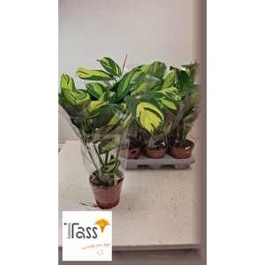 CTENANTHE P GOLDEN M