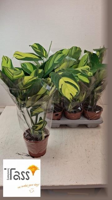 <h4>CTENANTHE P GOLDEN M</h4>