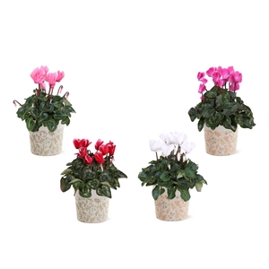 Collectie 'Nature Love' - Cylcamen in keramiek jola