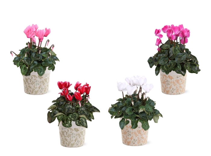 <h4>Collectie 'Nature Love' - Cylcamen in keramiek jola</h4>