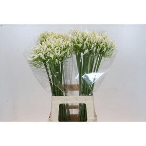 Agapanthus White Heaven