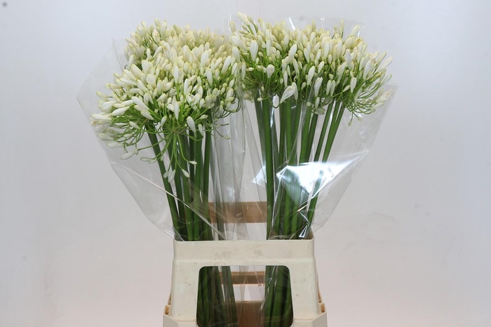 <h4>Agapanthus White Heaven</h4>