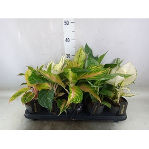 Aglaonema   ...
