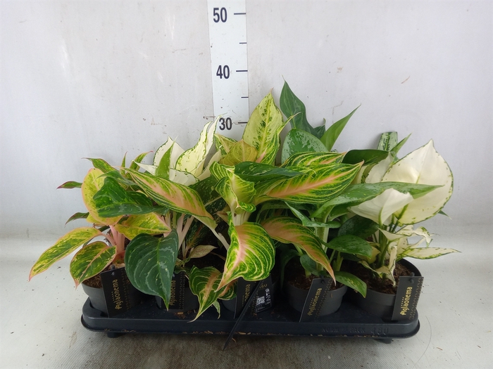 <h4>Aglaonema   ...</h4>