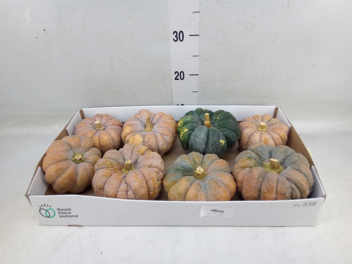 <h4>Cucurbita</h4>
