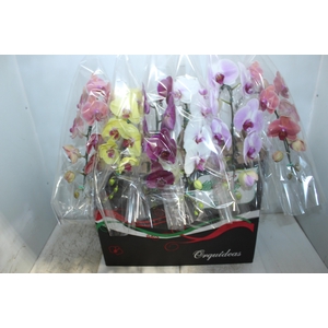 PHALAENOPSIS CASCATA P15 MIN 11 FLS