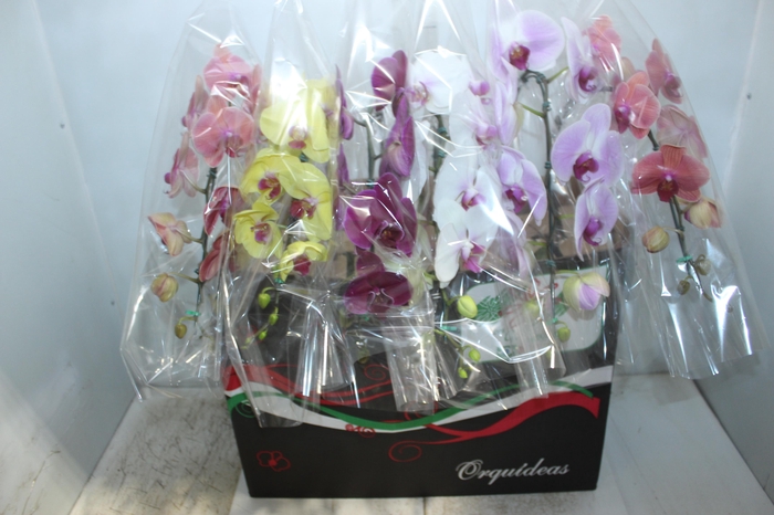 PHALAENOPSIS CASCATA P15 MIN 11 FLS