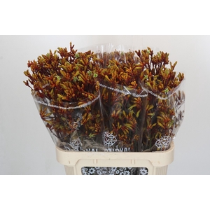 Anigozanthos Gold Fever