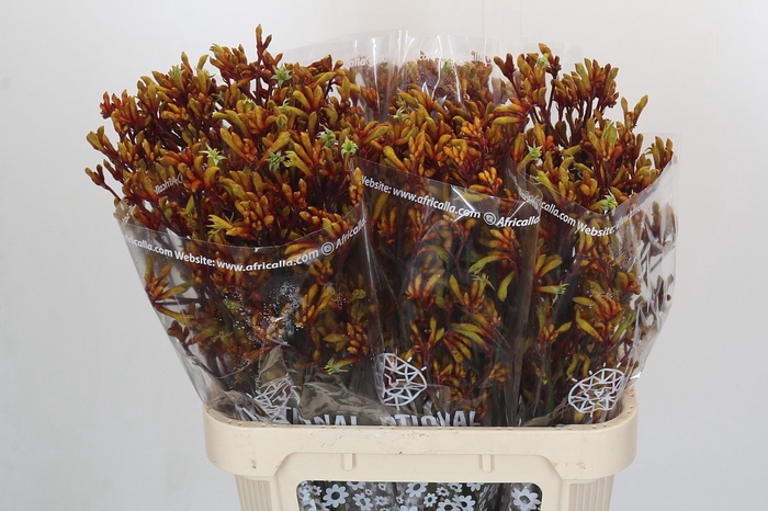 <h4>Anigozanthos Gold Fever</h4>