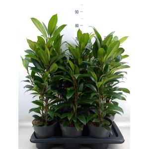 Ficus cyathistipula 'Compacta'