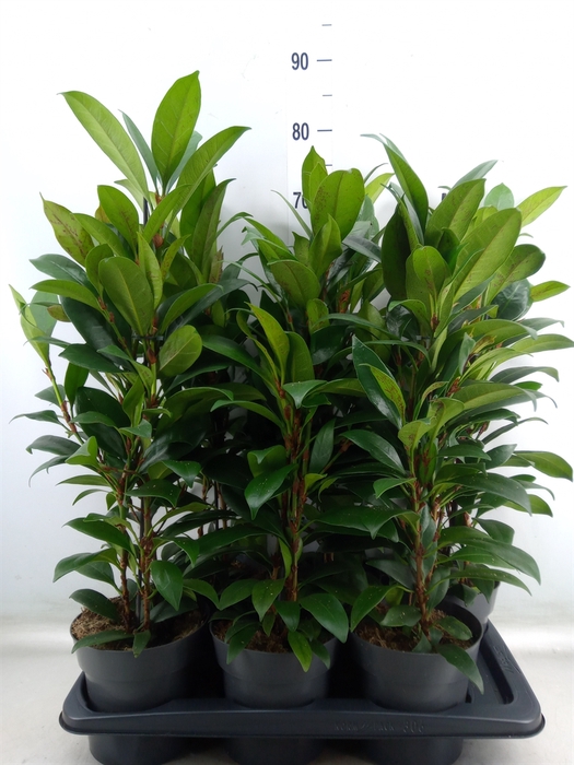 <h4>Ficus cyathistipula 'Compacta'</h4>