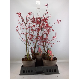 Acer palmatum