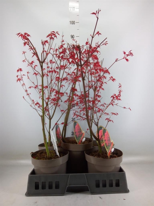 <h4>Acer palmatum</h4>
