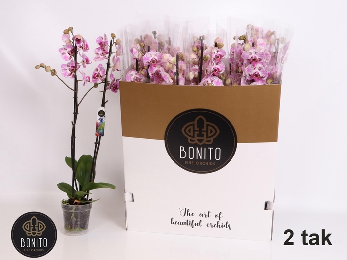 <h4>PHAL AN SEVILLA</h4>