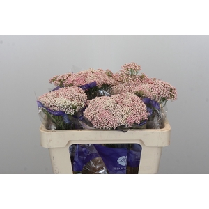 Ozothamnus Cooks Pink