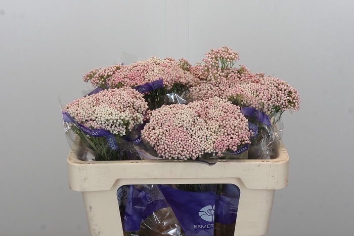 Ozothamnus Cooks Pink