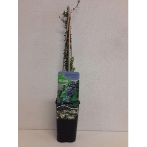 Vaccinium macrocarpon 'Early Black'