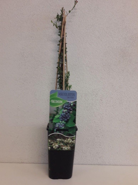 <h4>Vaccinium macrocarpon 'Early Black'</h4>
